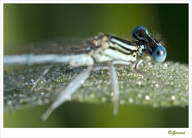 Blauwe breedscheenjuffer_20090806_0121.jpg